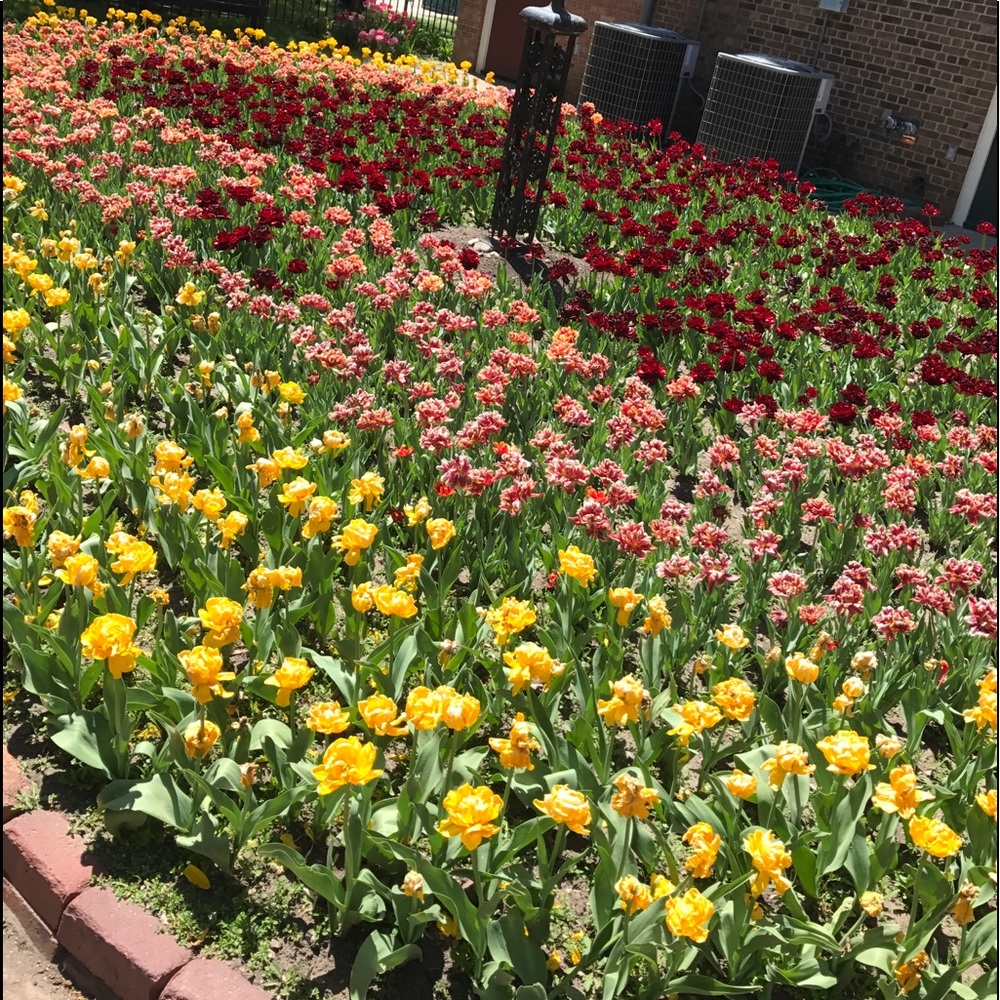 Meet your Posher, Shelbshelby